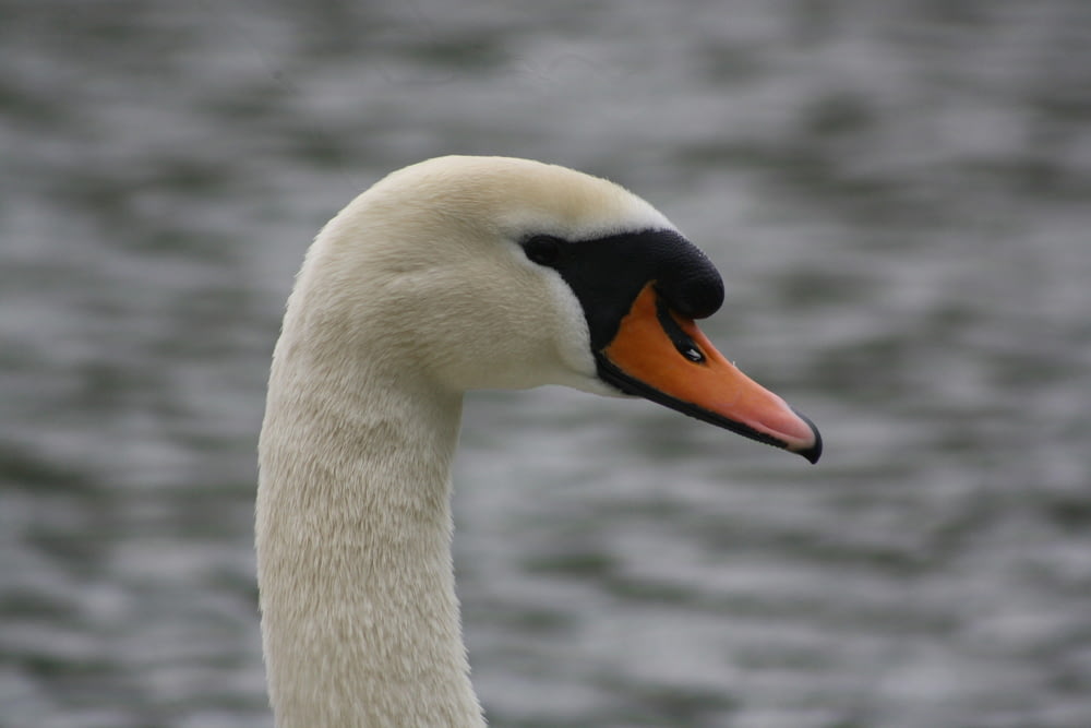 a close up of a swan near a body of water
