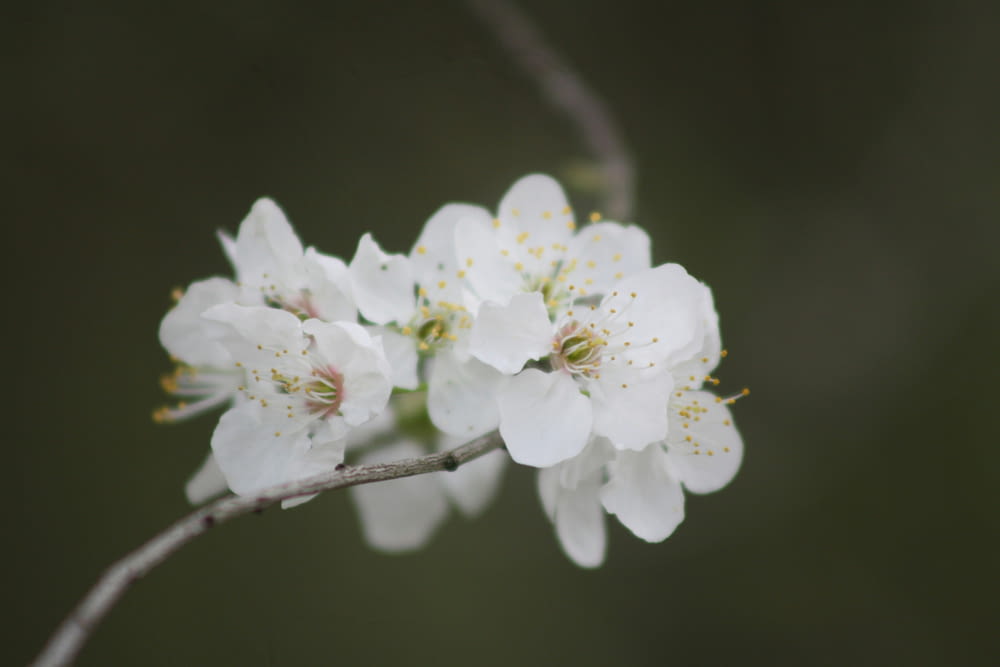 a close up of some white flowers on a branch