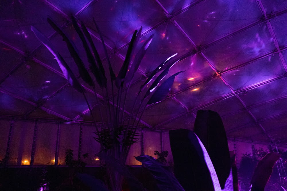 a room filled with plants and purple lighting