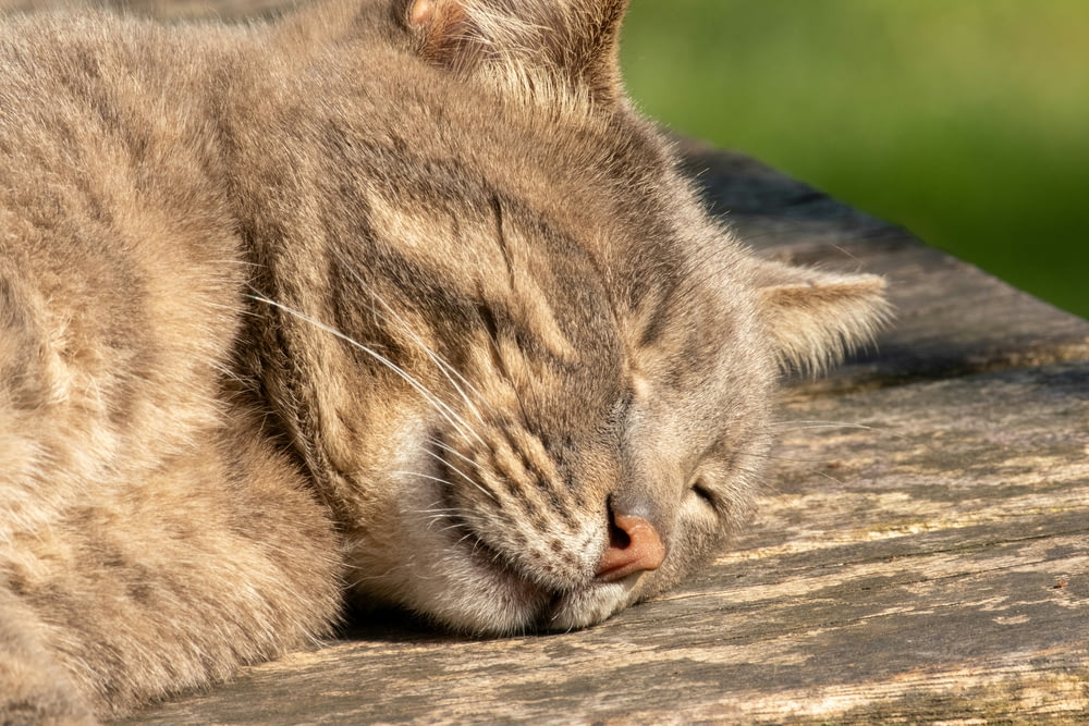 a close up of a cat sleeping on a wooden surface