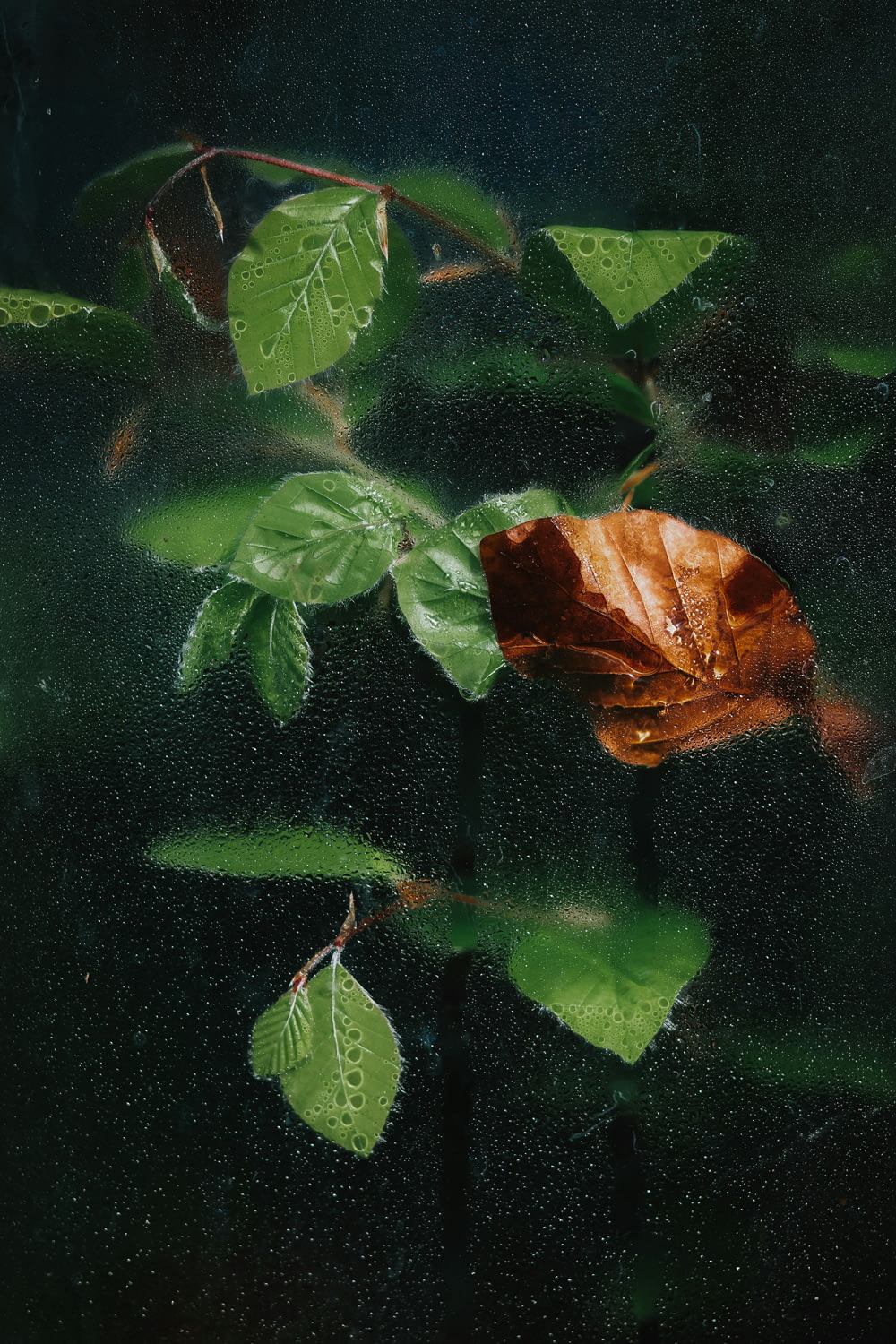 a leaf that is sitting on a window sill