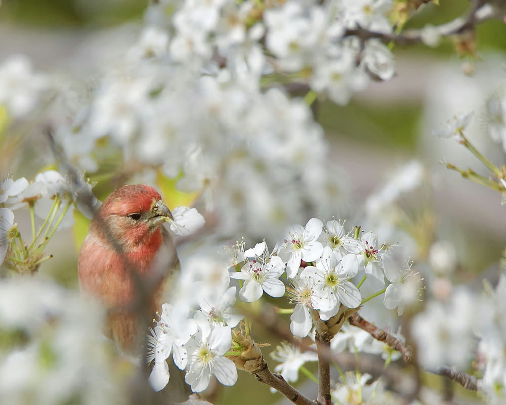 木の枝にとまっている小さな赤い鳥