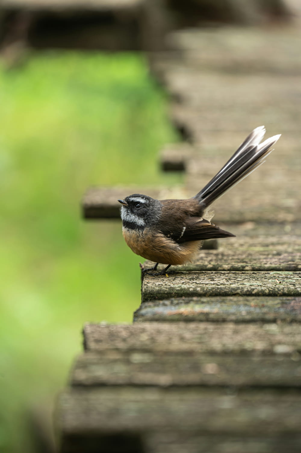 a small bird perched on top of a wooden bridge