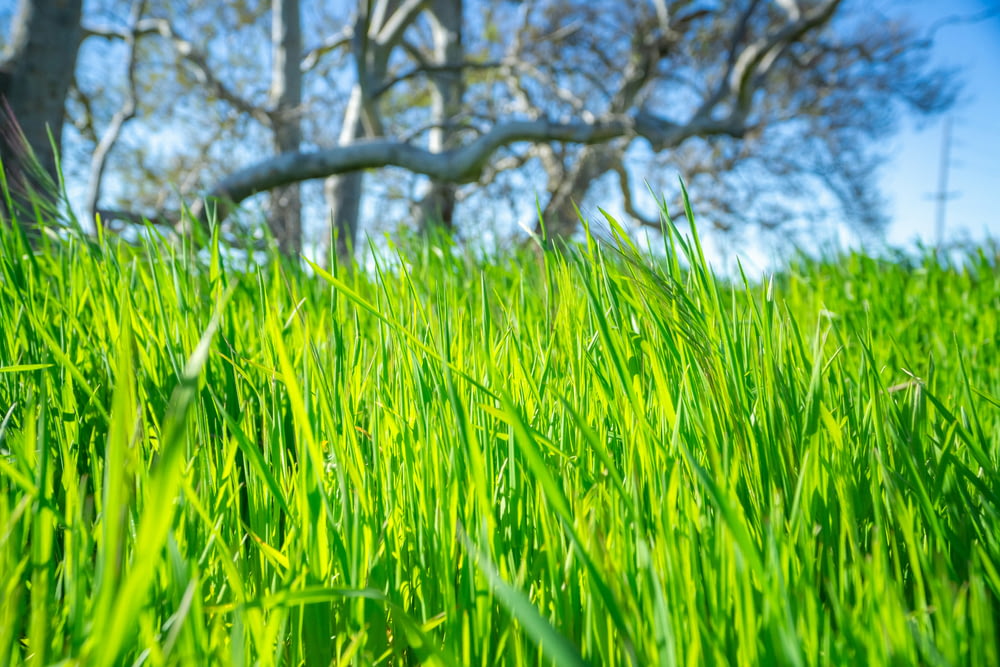a green field of grass with a tree in the background