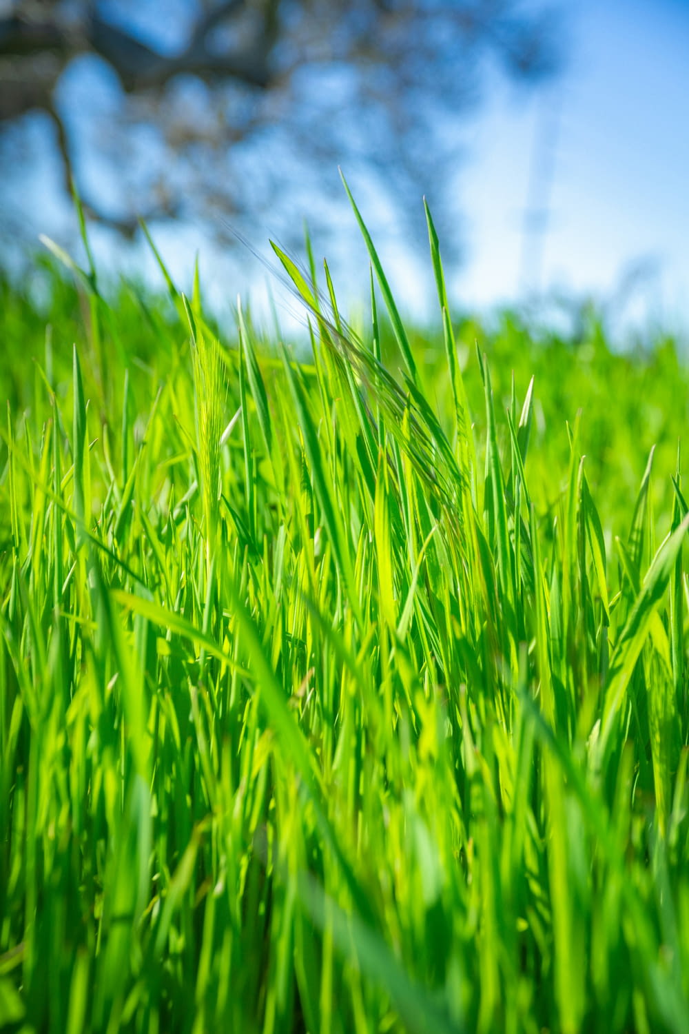 a close up of some green grass with a tree in the background