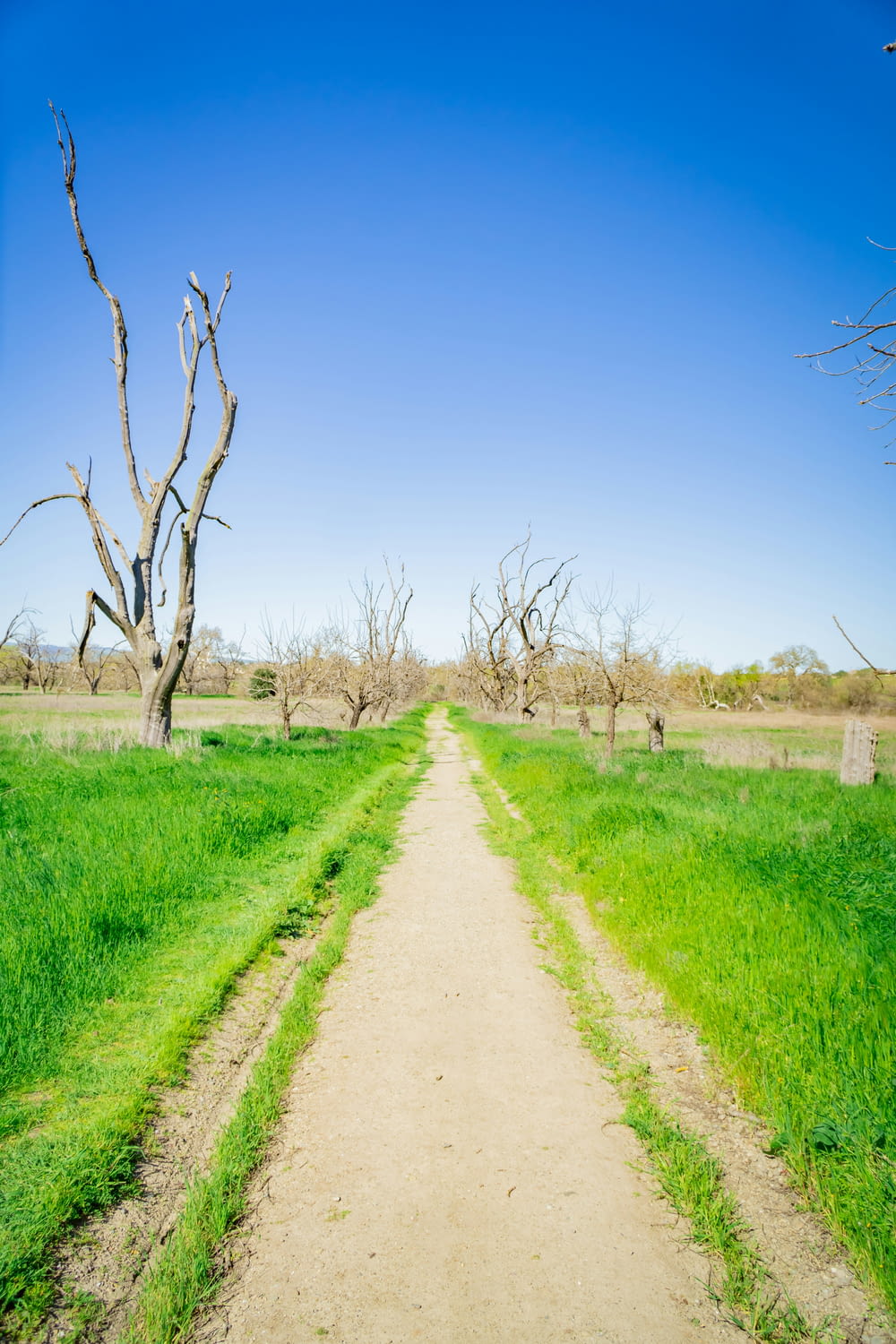 a dirt path in a grassy field with dead trees
