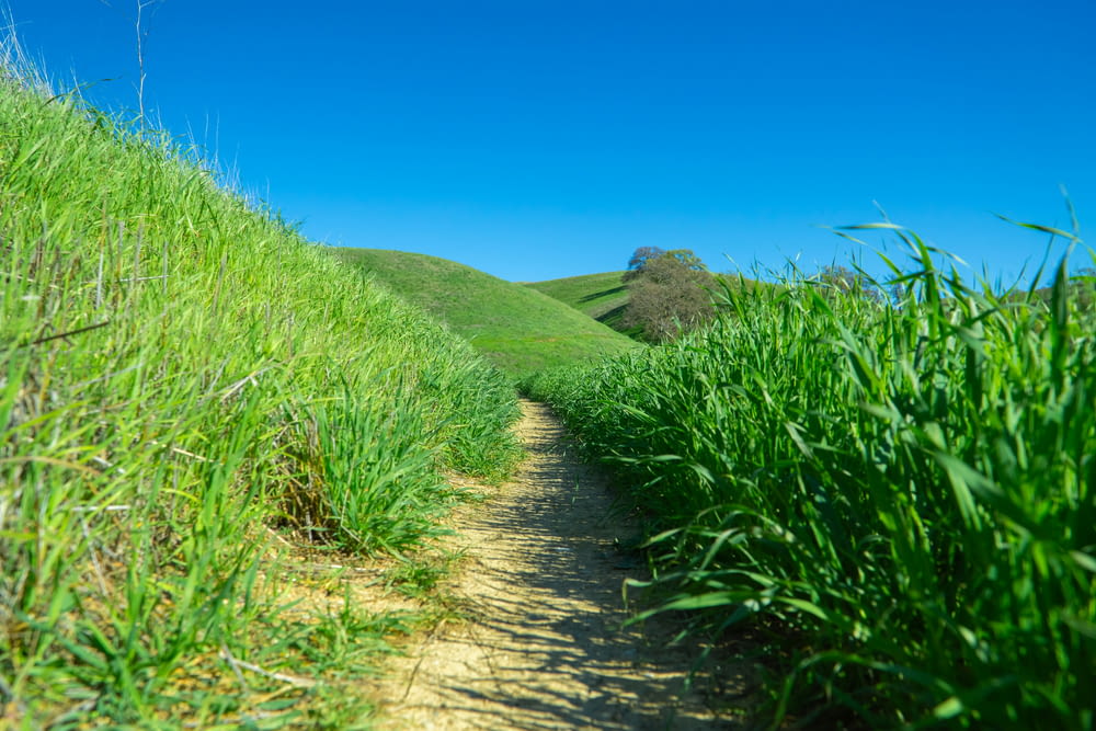 a dirt road surrounded by tall green grass