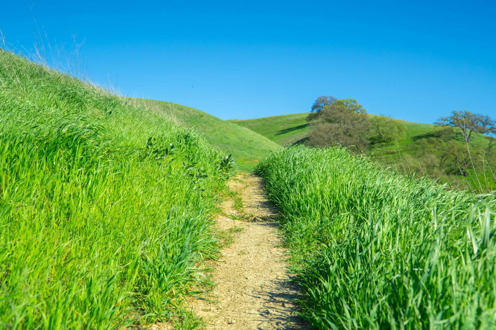 a dirt path in the middle of a lush green field