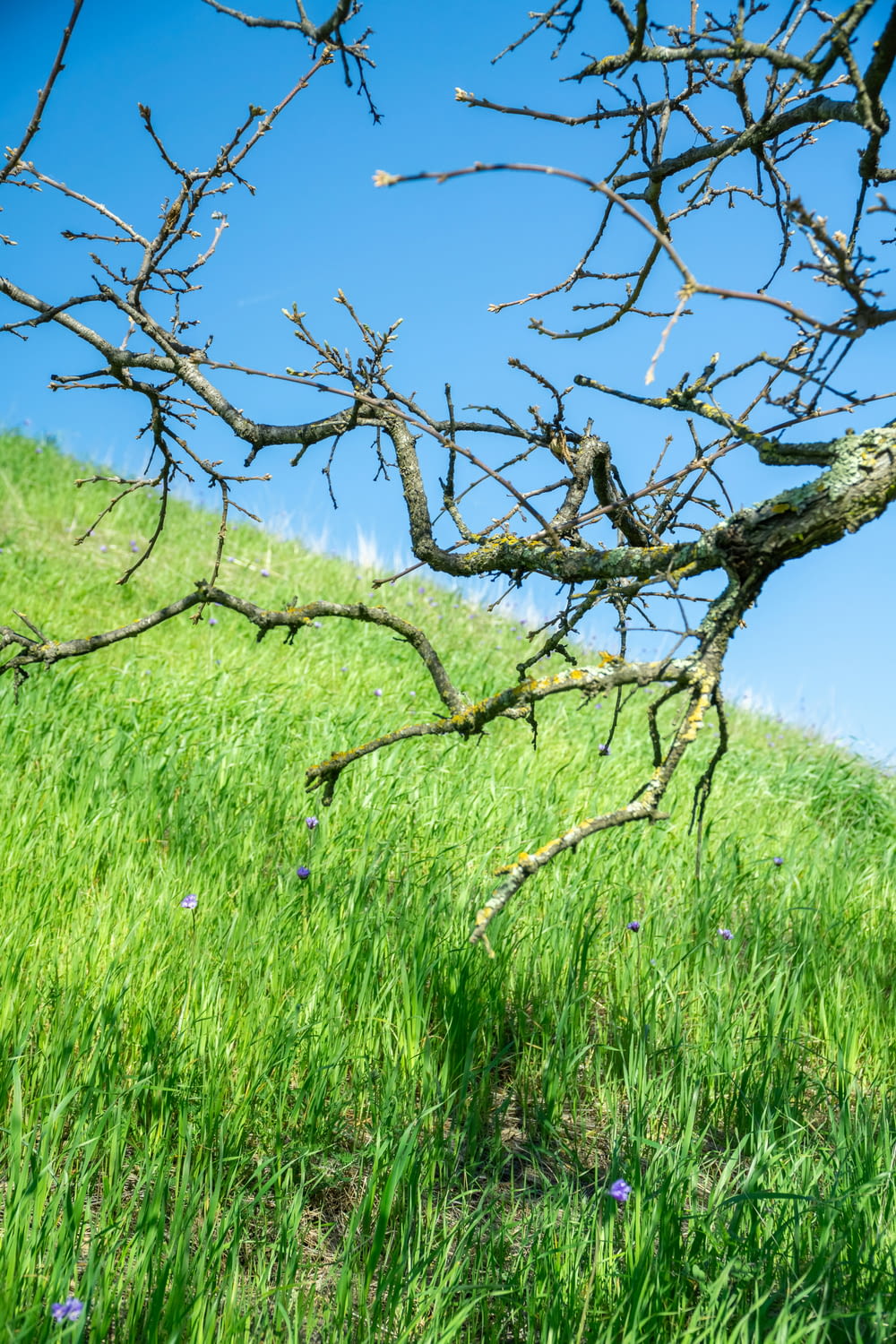 a bare tree in a grassy field with a blue sky in the background
