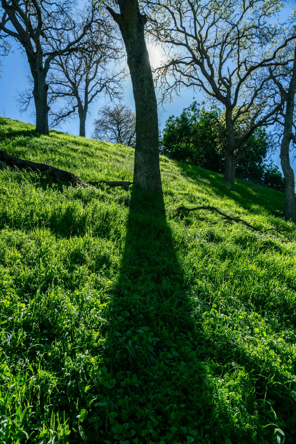 a shadow of a tree on a grassy hill
