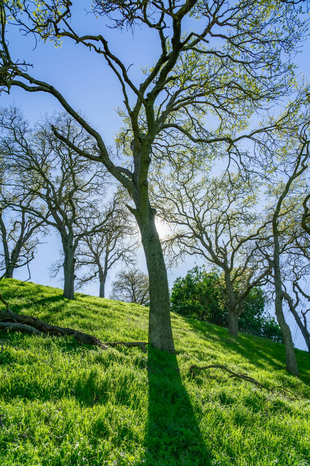 a tree casts a shadow on a grassy hill