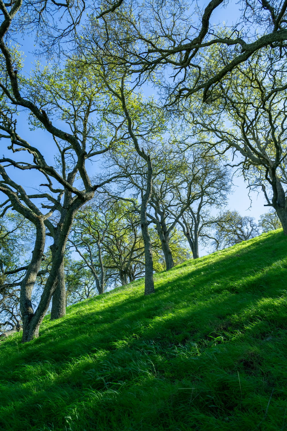 a grassy hill with many trees on it
