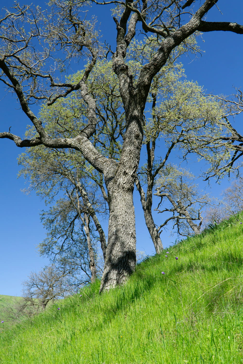 a large tree on a grassy hill with a blue sky in the background