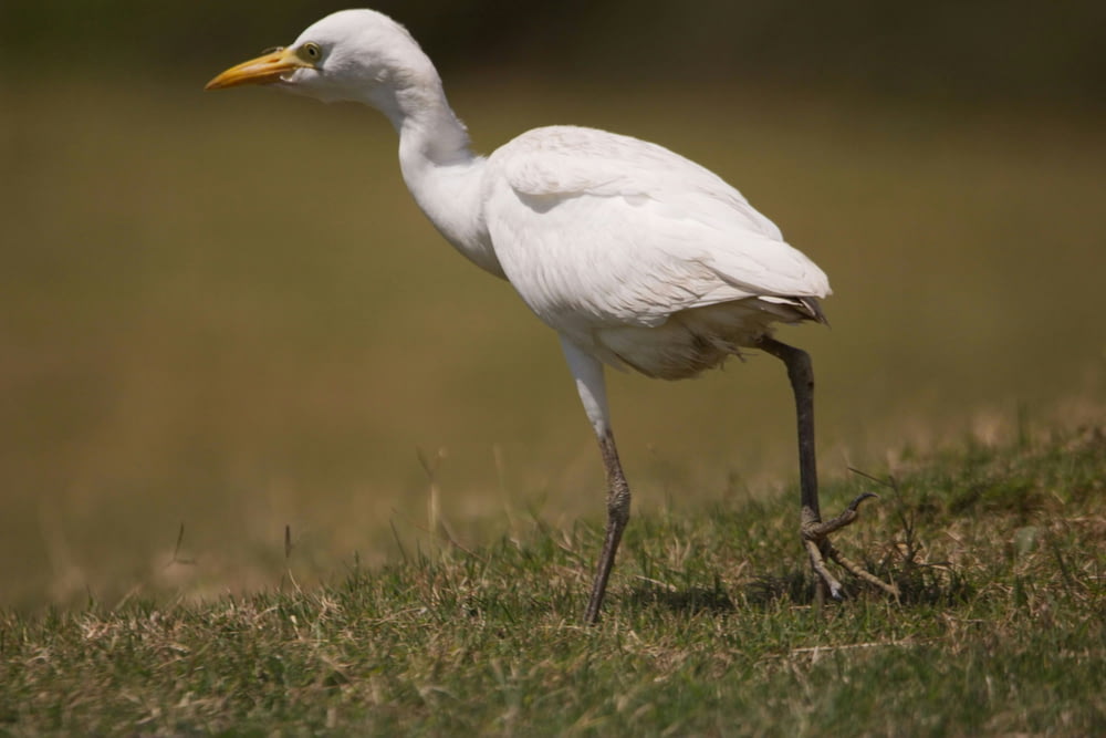 a white bird with a yellow beak standing in the grass