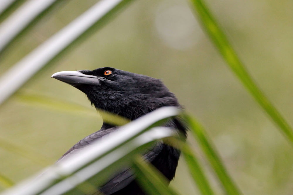 a close up of a black bird with a red eye