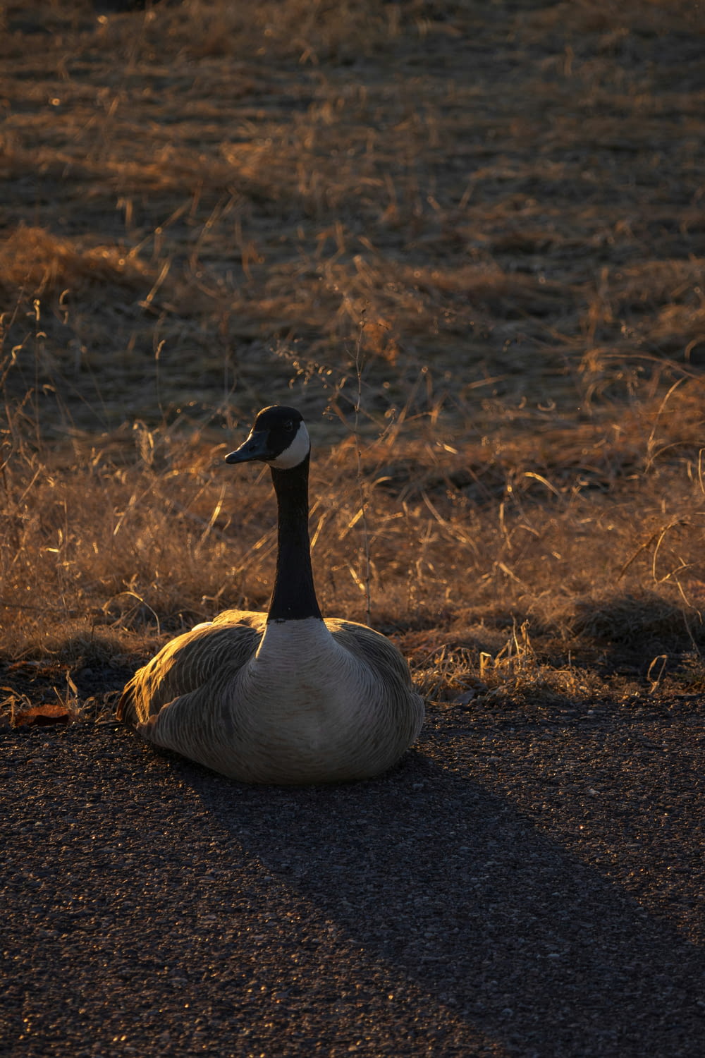 eine Ente, die mitten auf einem Feld sitzt