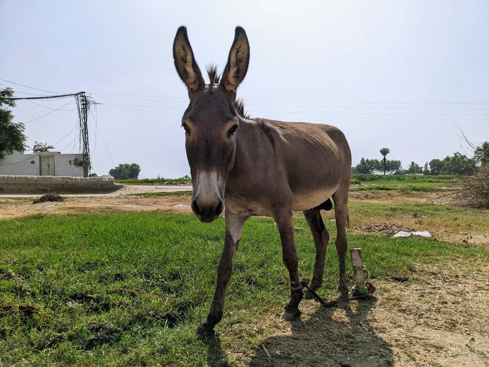 a donkey standing in a field with a sky background