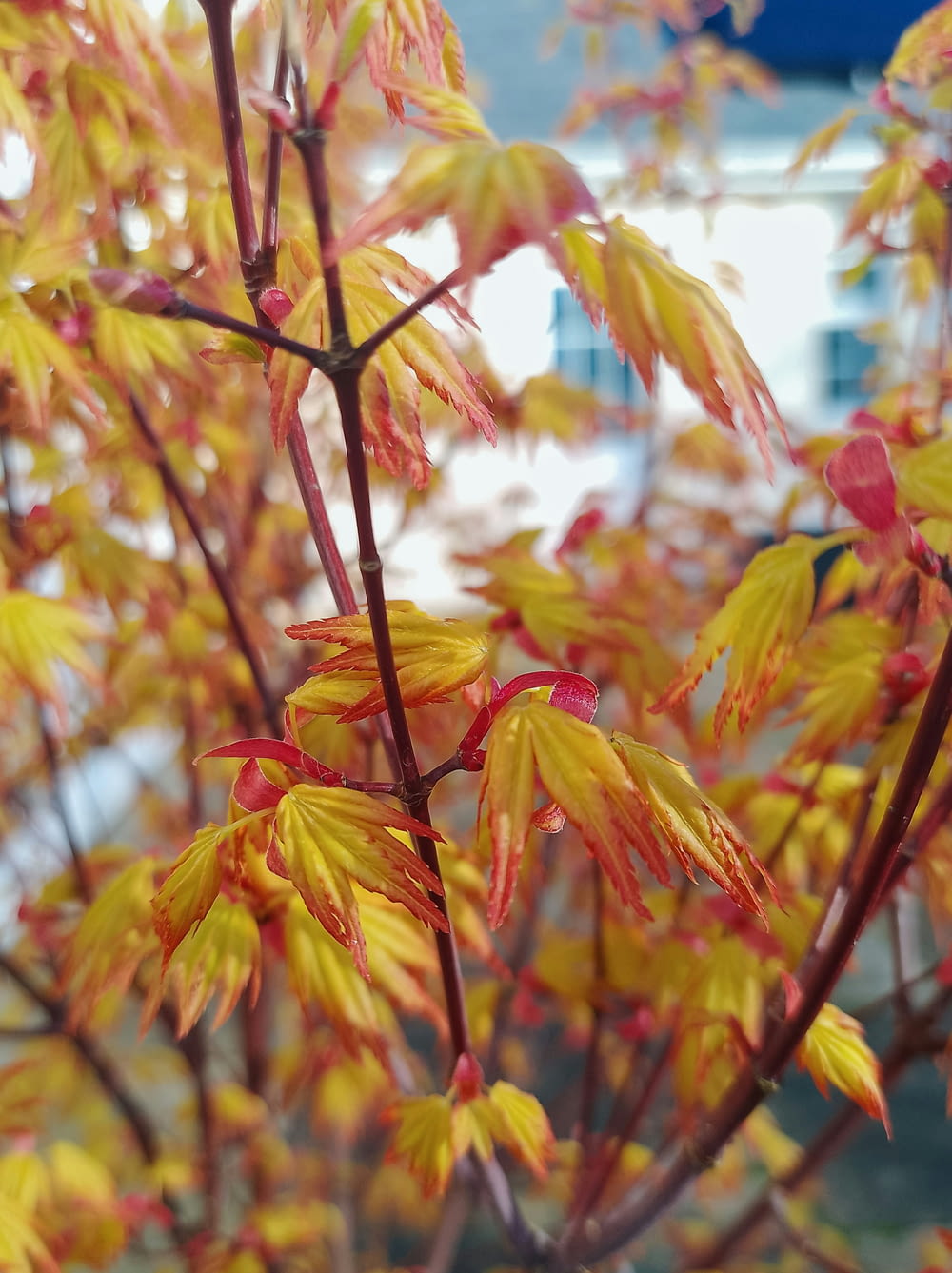 a close up of a tree with yellow and red leaves