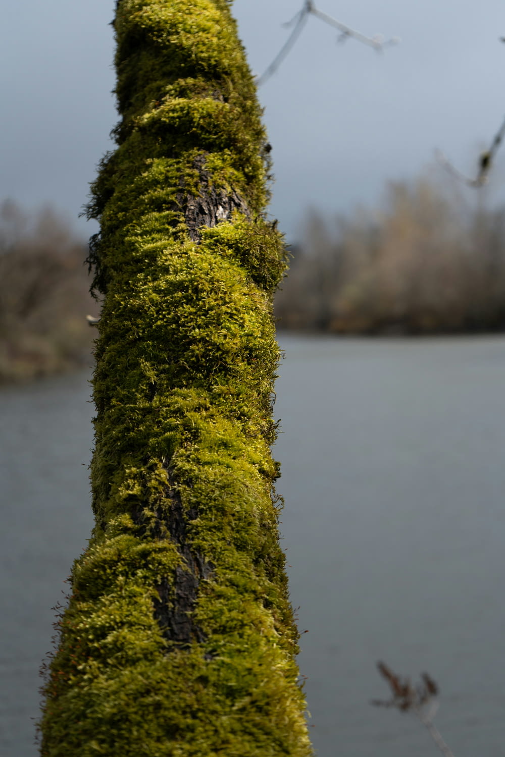 moss growing on a pole near a body of water