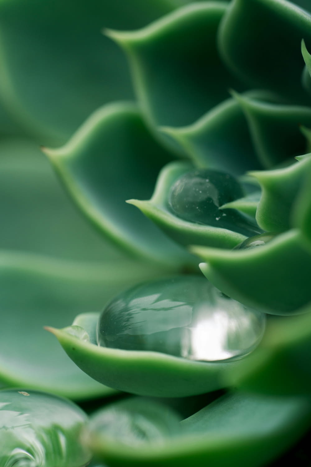 a close up of a green plant with water drops