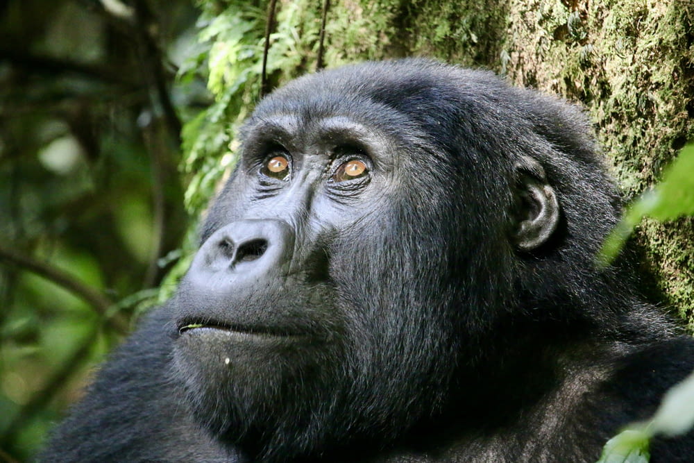 a close up of a gorilla near a tree
