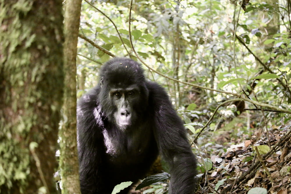 a gorilla standing in the middle of a forest