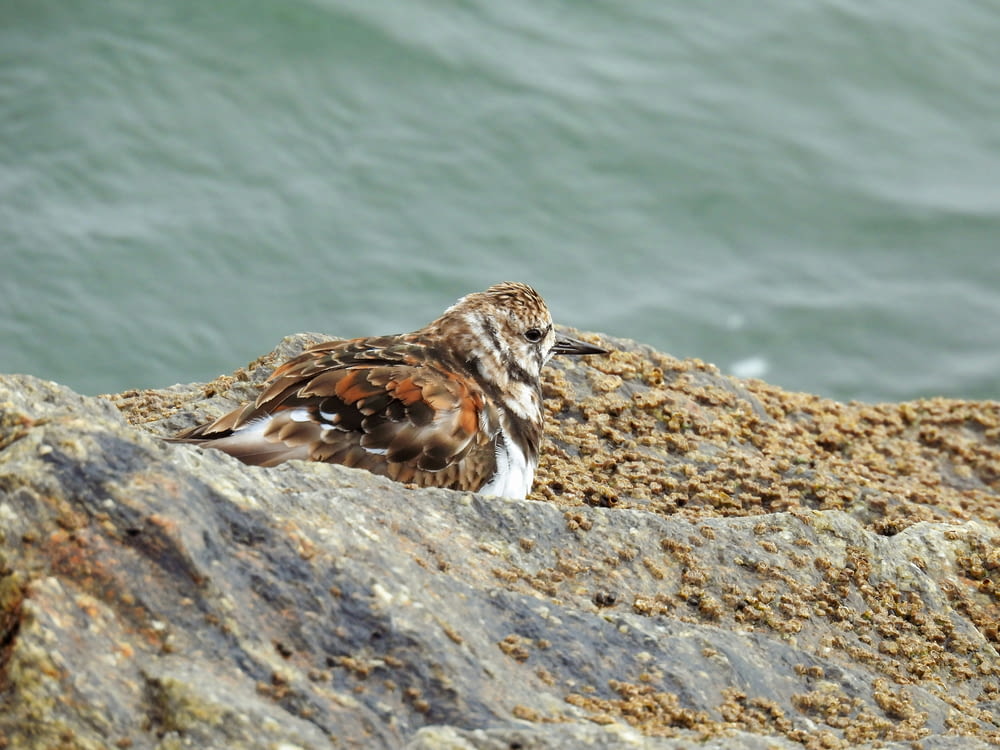 a bird is sitting on a rock by the water