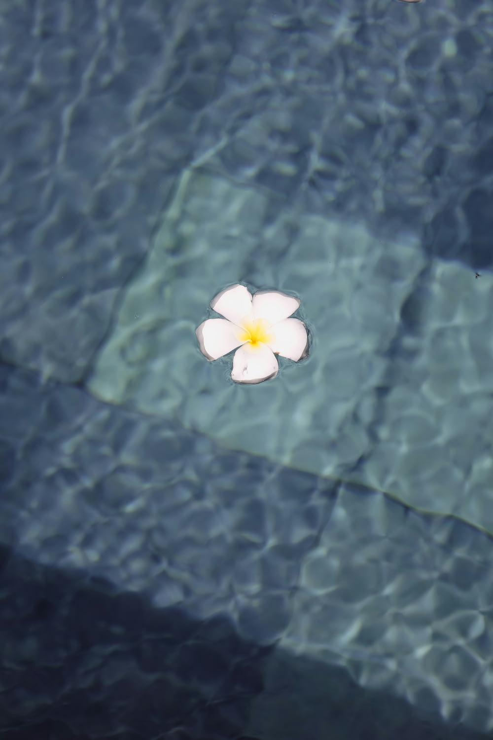 a white flower floating in a pool of water