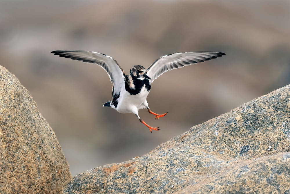 a black and white bird landing on a rock