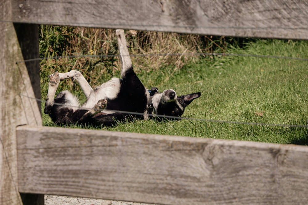 a black and white dog rolling around in the grass
