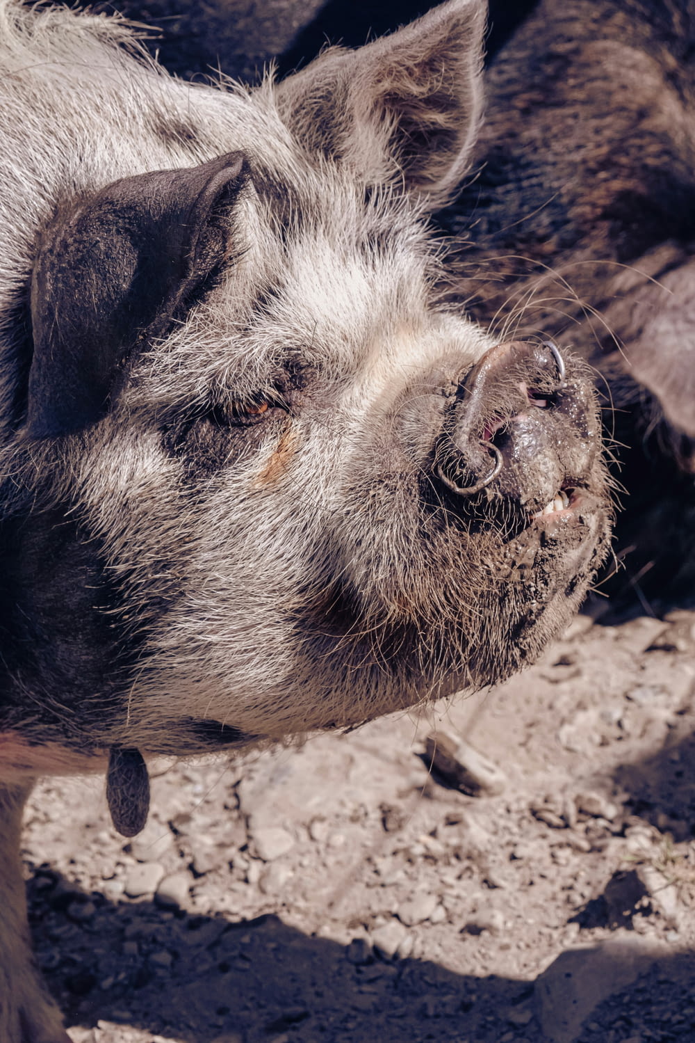 a close up of a pig on a dirt ground