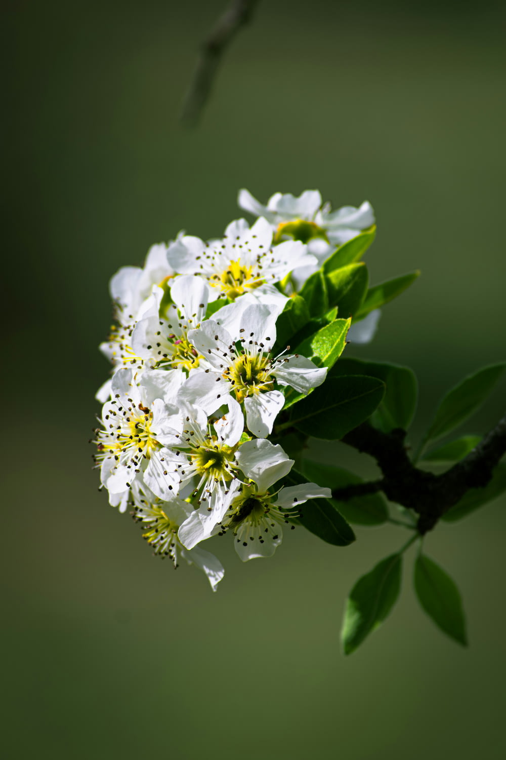 a close up of a white flower on a tree branch