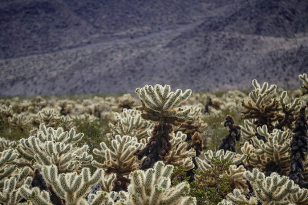 a field of cactus plants with mountains in the background