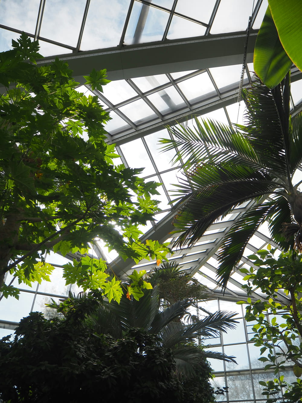 uma palmeira dentro de um grande edifício de vidro