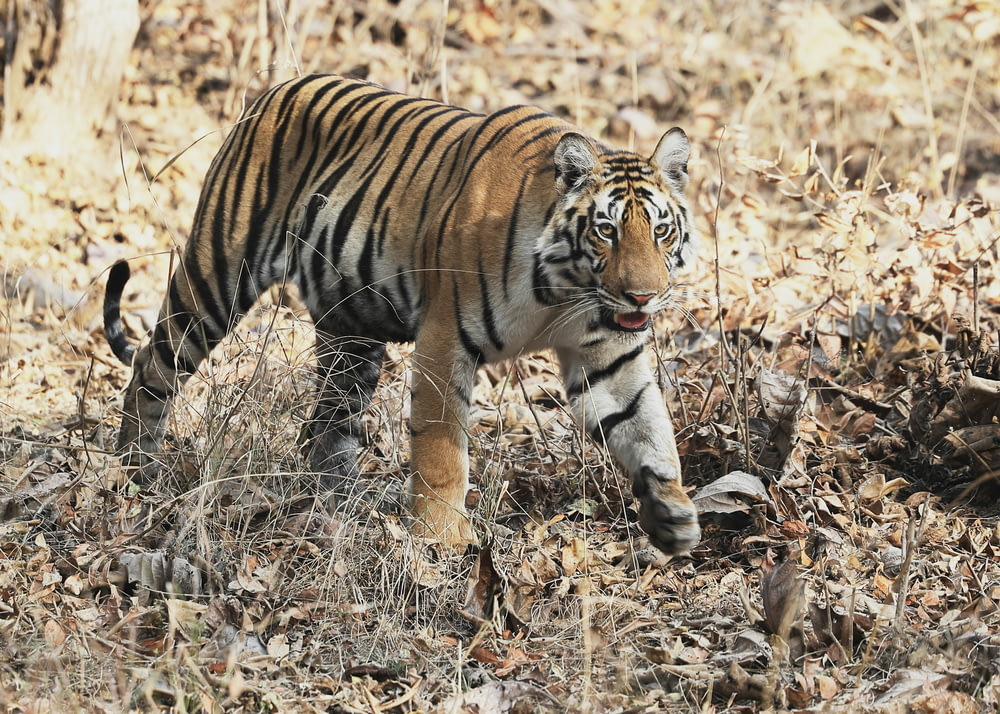 a tiger walking through a dry grass field
