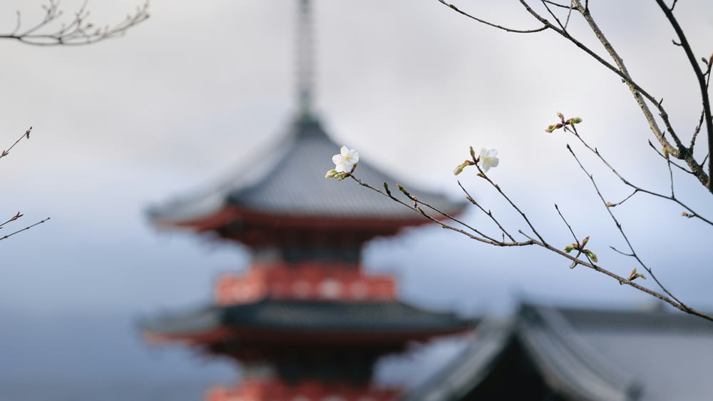 a tree branch with white flowers in front of a pagoda