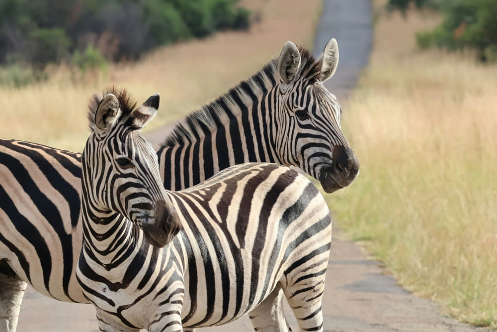 a couple of zebra standing next to each other on a road
