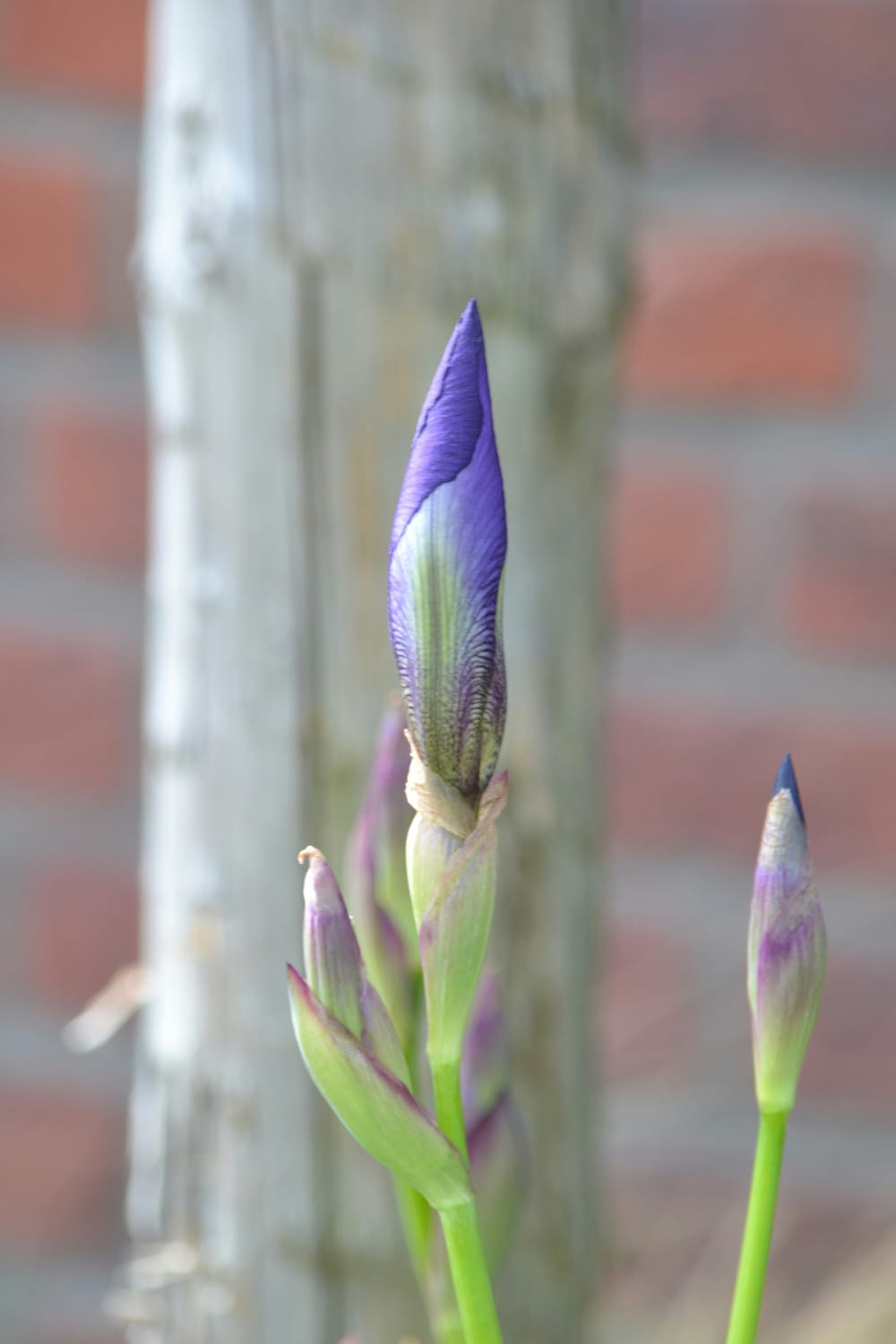 a close up of a flower with a brick wall in the background