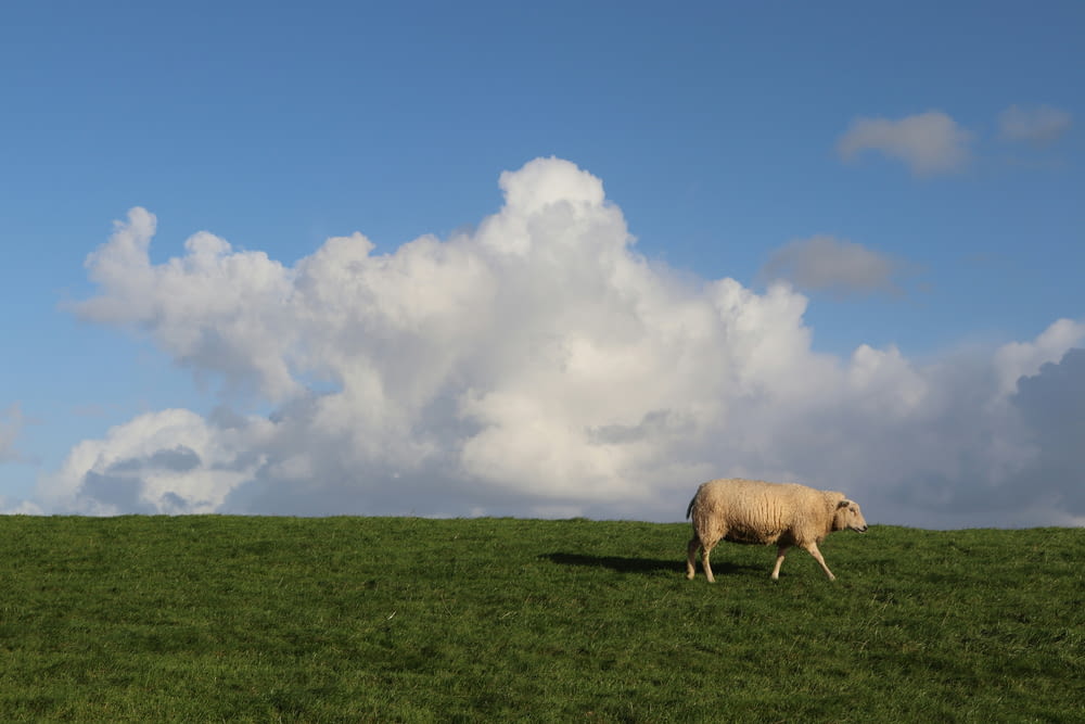 a sheep standing in a grassy field under a cloudy sky