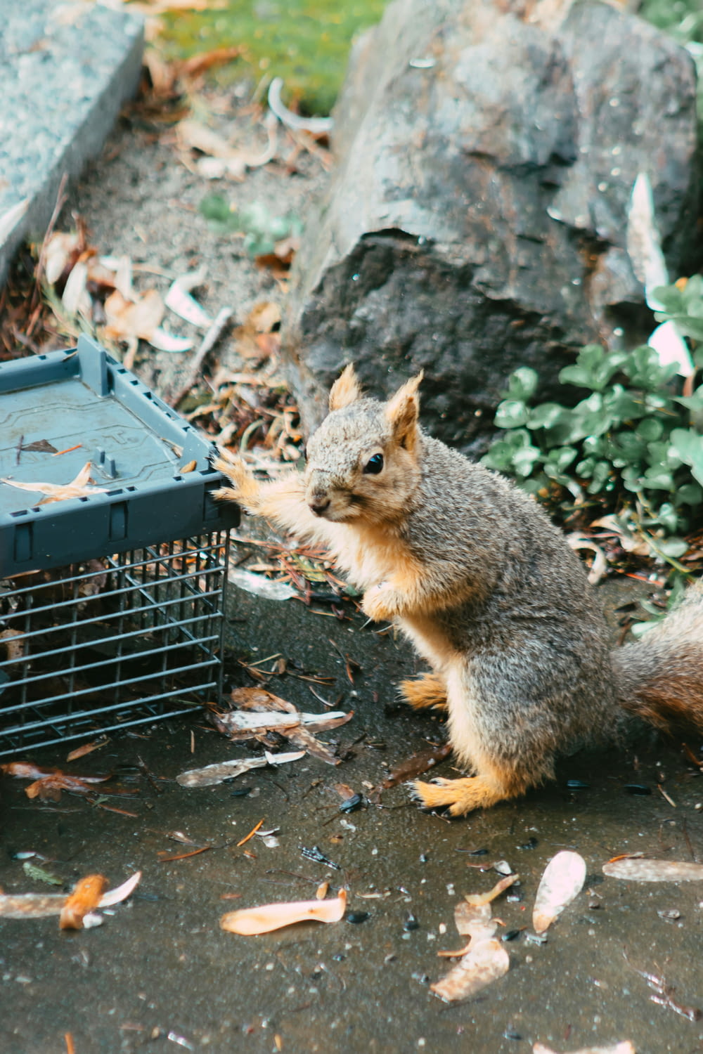 a squirrel sitting on the ground next to a cage