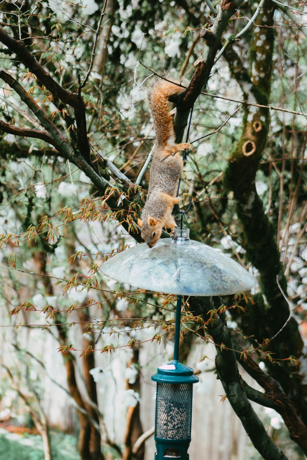 um esquilo em cima de um comedouro de pássaros em uma árvore