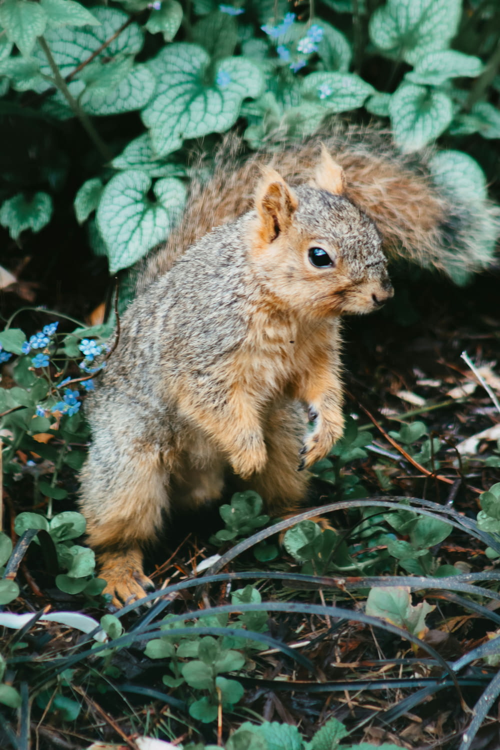 a small squirrel standing on its hind legs
