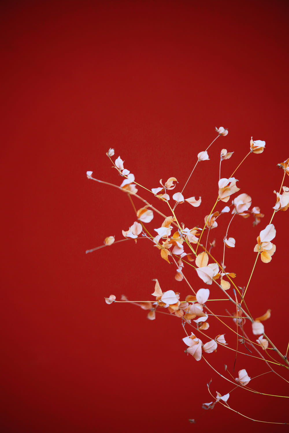a bunch of white flowers on a red background