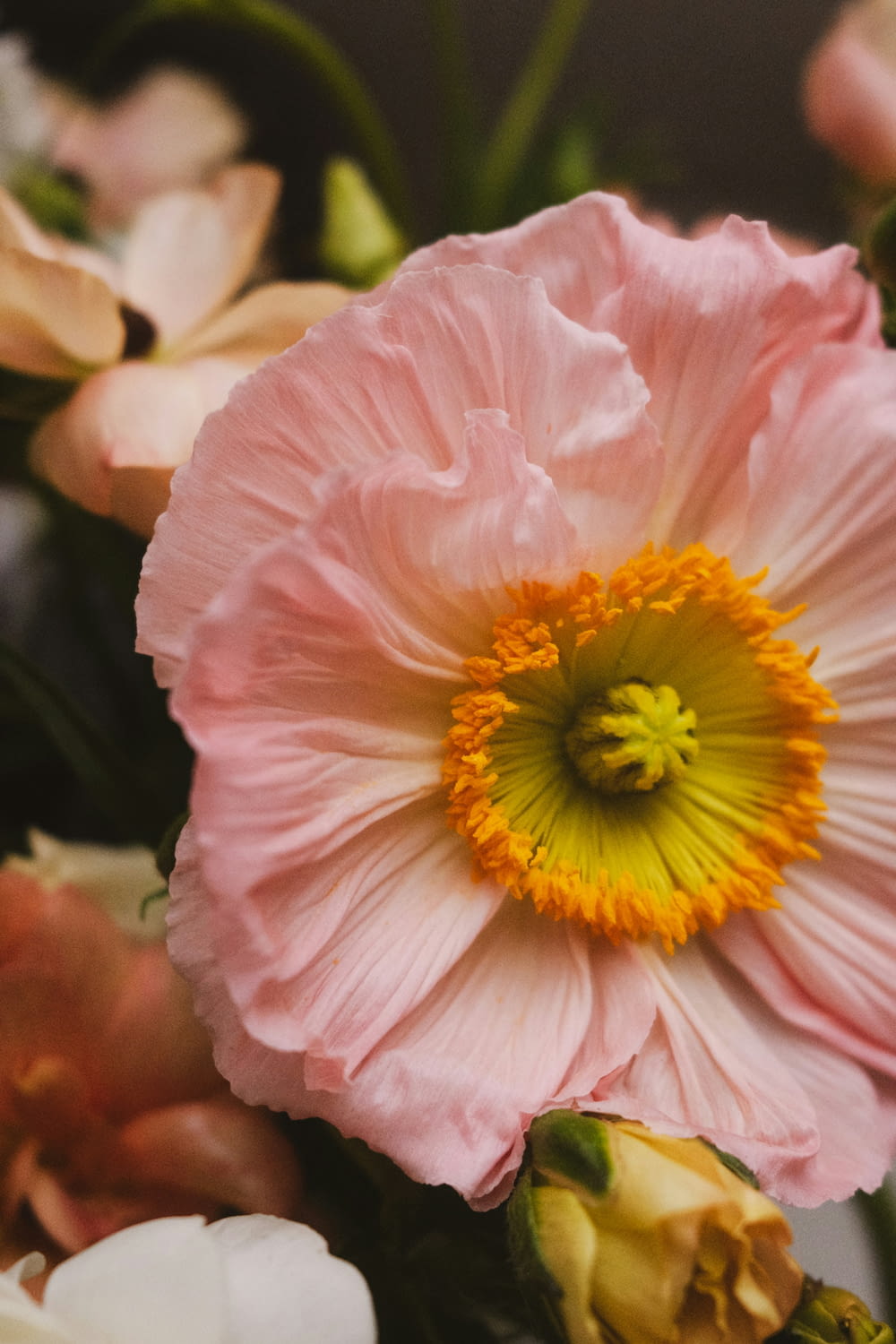 a pink flower with a yellow center surrounded by other flowers