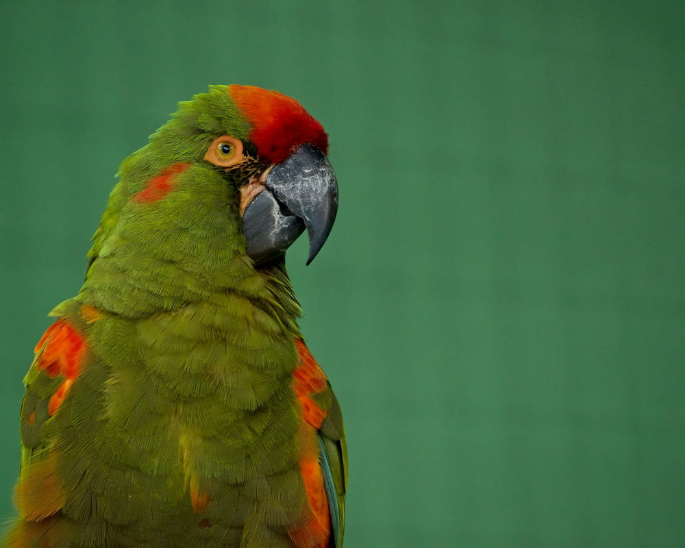 a close up of a parrot with a green background