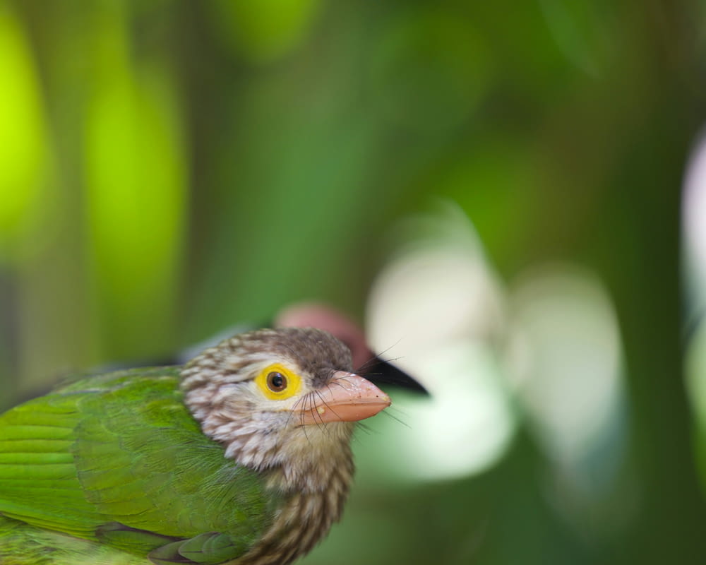 a green bird with yellow eyes sitting on a branch