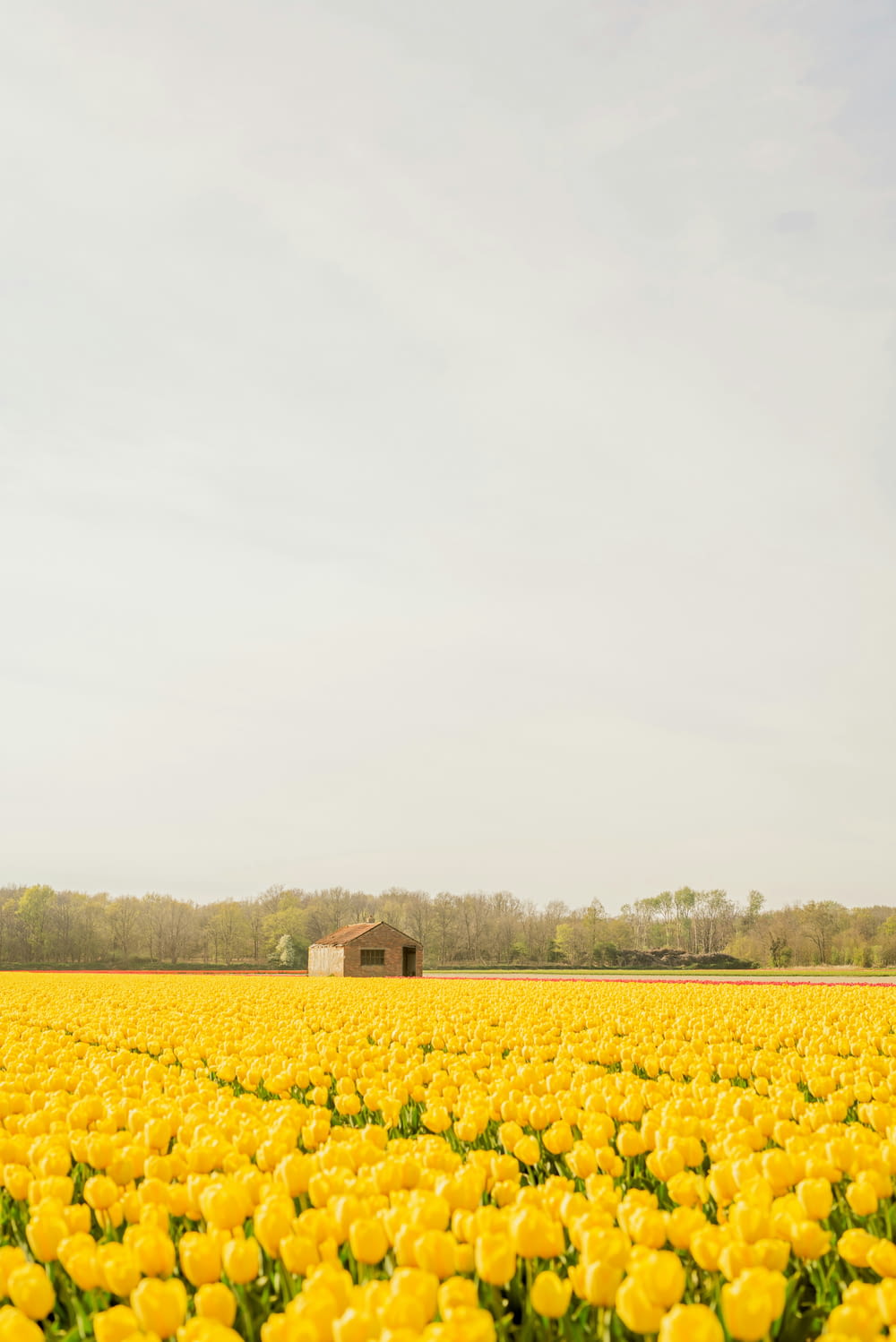 a field of yellow flowers with a house in the background