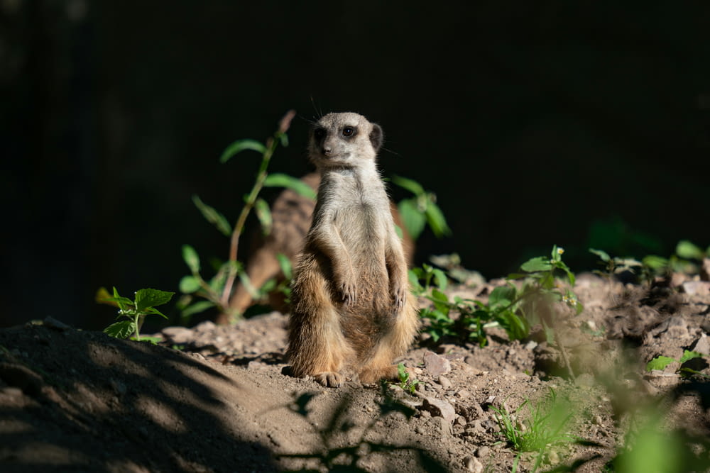 a small animal standing on top of a dirt field