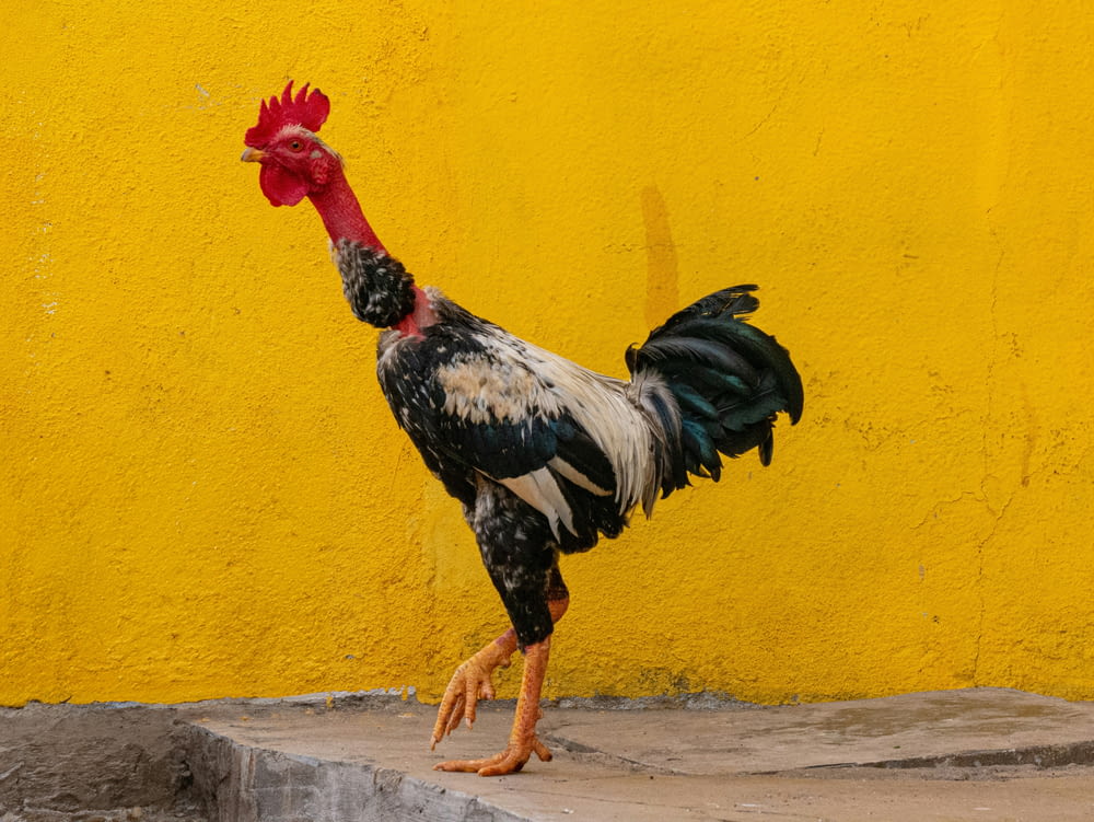 a black and white rooster standing in front of a yellow wall