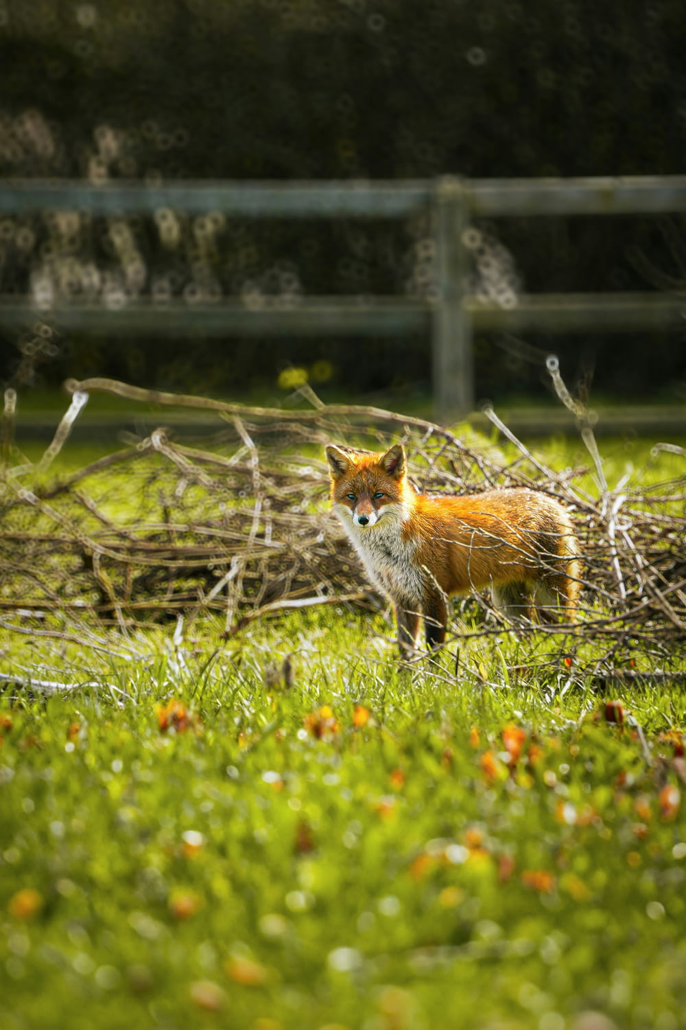 a red fox standing in a field of grass